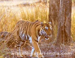 Tiger, Kanha