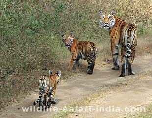 Tiger, Pench National park