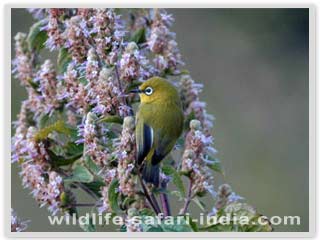  White Eye, Corbett