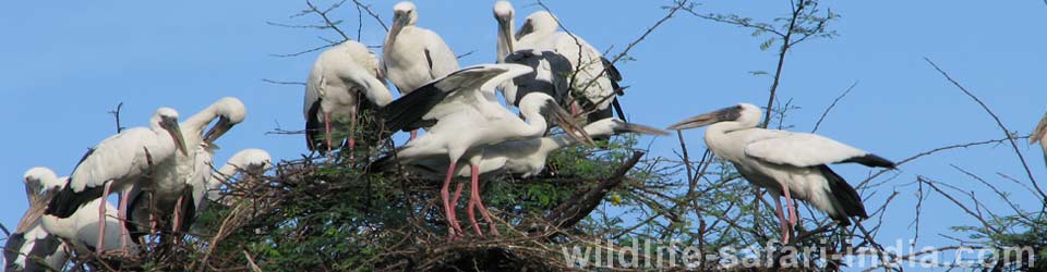 Bird Bharatpur