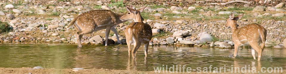 deer, corbett national park 