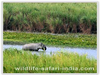 Elephant, Kaziranga