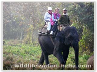 Elephant Safari, Kaziranga