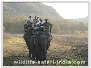 Elephant Safari, Bandhavgarh