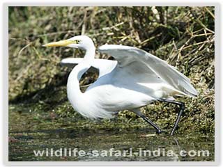 Intermediate Eagret, Bharatpur