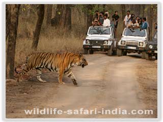 Jeep Safari, Bandhavgarh