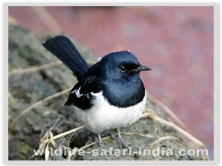 Jungle Magpie, Bharatpur