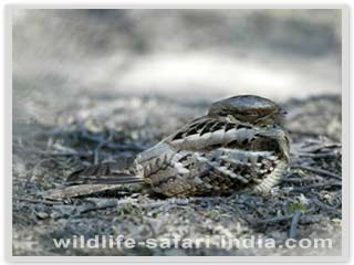 Large Tailed Nightjar, Bharatpur