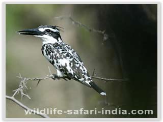 Pied Kingfisher Cery, Bharatpur