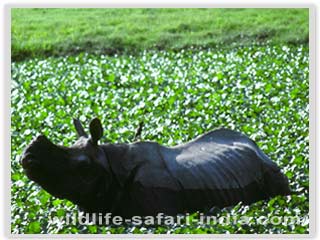 Rhino, Kaziranga