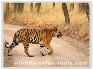 Tiger, Bandhavgarh