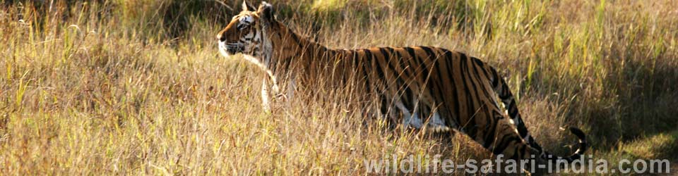 Tiger Bandhavgarh