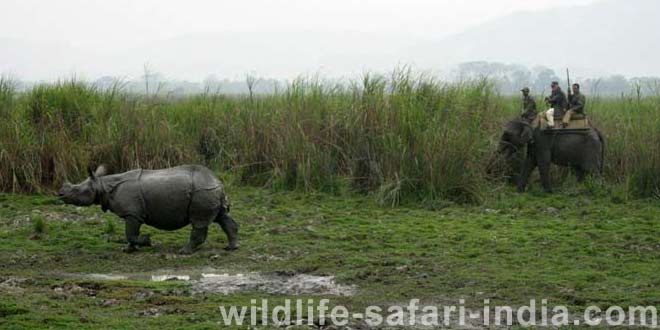 kaziranga 