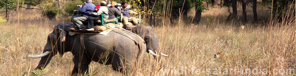 elephant safari