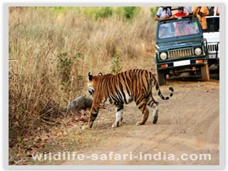  tiger, bamdhavgarh 