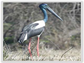 Black Necked Strok, Bharatpur