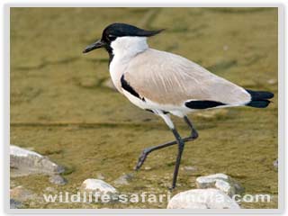 Corbett National Park