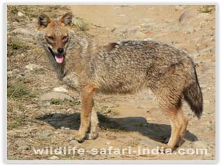 Corbett National Park