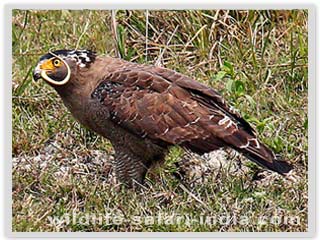 Eagle Lava-Darjeeling
