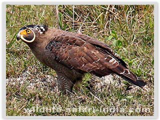 Eagle Lava-Darjeeling 