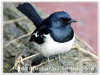 Bharatpur Magpie