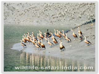 Sunderban 