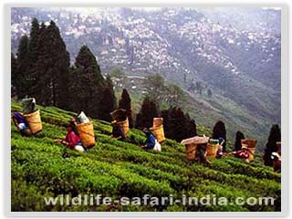 Tea Plantations, Darjeeling